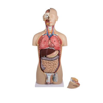 Anatomical Model QBB-041. 1: 1 bisexual human torso in 24 pieces