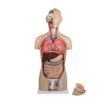 Modelo anatómico EZ-B235. Torso humano bisexuat 1:1 en 27 piezas