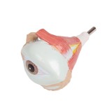 Modelo anatómico EZ-B235. Torso humano bisexuat 1:1 en 27 piezas