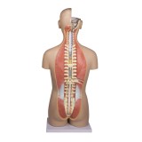 Modelo anatómico EZ-B235. Torso humano bisexuat 1:1 en 27 piezas