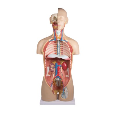Modelo anatómico EZ-B235. Torso humano bisexuat 1:1 en 27 piezas