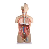 Modelo anatómico EZ-B235. Torso humano bisexuat 1:1 en 27 piezas