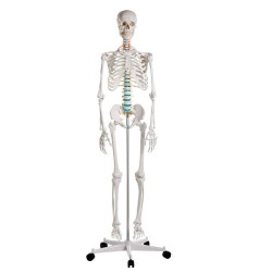 Model osteològic 1020171. Esquelet humà bàsic 1:1 amb suport i rodes