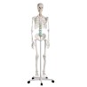 Osteological model 1020171. Basic human skeleton 1: 1 with support and wheels