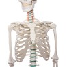 Osteological model 1020171. Basic human skeleton 1: 1 with support and wheels