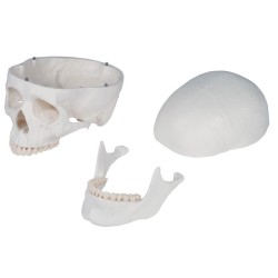 Osteological model 1020171. Basic human skeleton 1: 1 with support and wheels