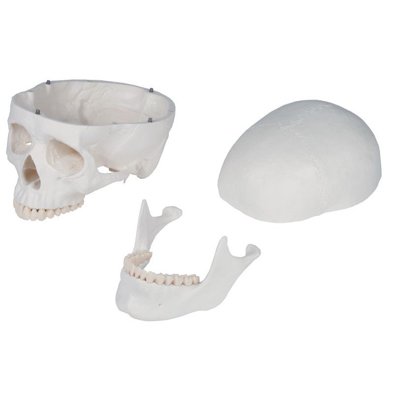 Osteological model 1020171. Basic human skeleton 1: 1 with support and wheels