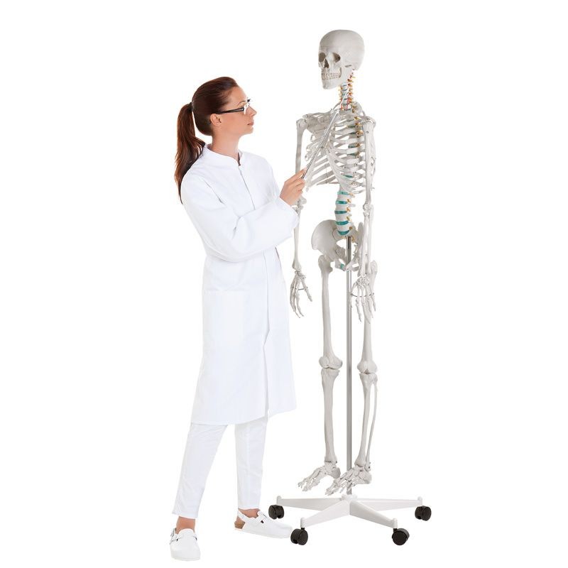 Osteological model 1020171. Basic human skeleton 1: 1 with support and wheels