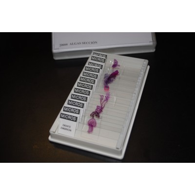 Preparacions microscòpiques MIC. Biologia general I (25p)