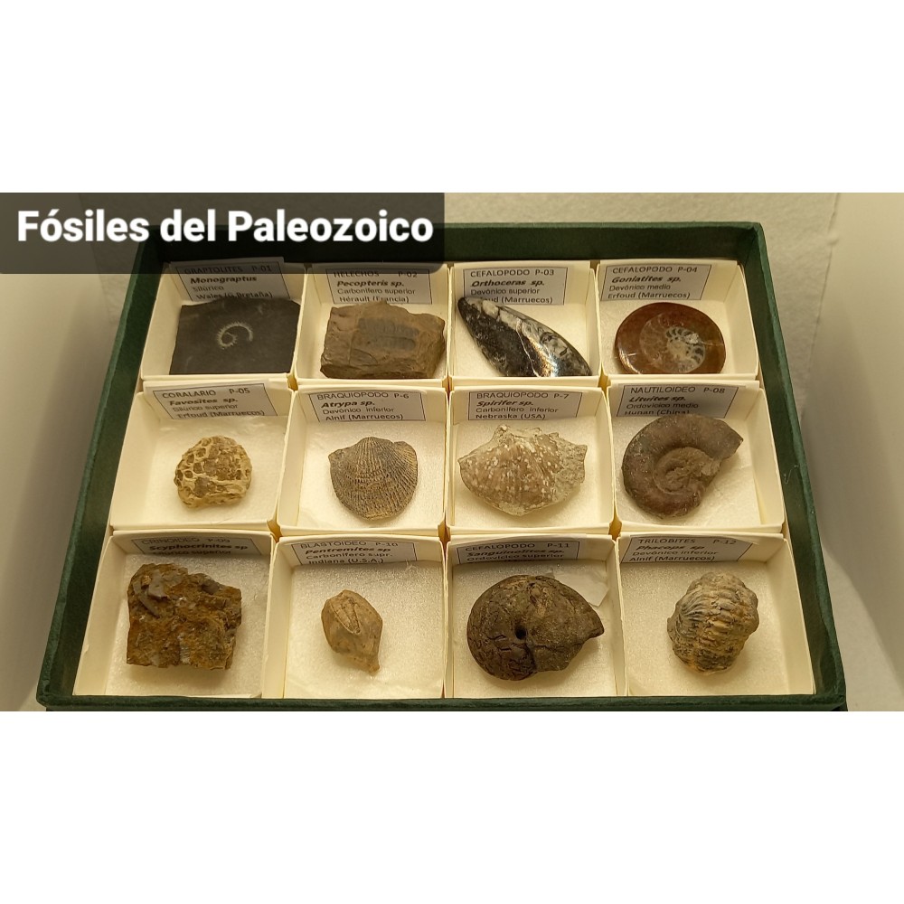 Fòssils naturals 40x40 mm L-PMC. Capsa 12+12+12 (36 peces)