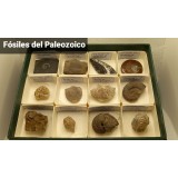 Fòssils naturals 40x40 mm L-PMC. Capsa 12+12+12 (36 peces)