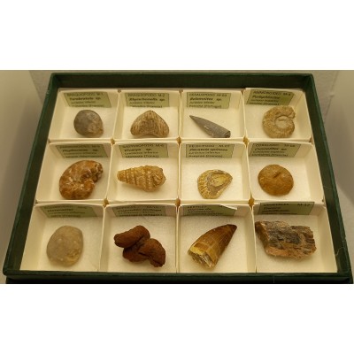 Fòssils naturals 40x40 mm L-PMC. Capsa 12+12+12 (36 peces)