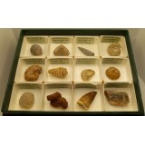 Fòssils naturals 40x40 mm L-PMC. Capsa 12+12+12 (36 peces)