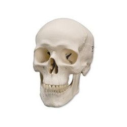 Model osteològic 6041-79. Crani humà Bàsic 1:1 en 3 peces