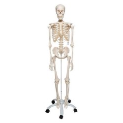 Model osteològic 1020171. Esquelet humà Stan A10 1:1 amb rodes