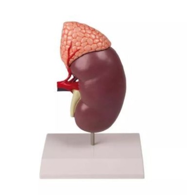 Modelo anatómico K-213. Riñón humano con glándula adrenal 1: 1 en 2 piezas