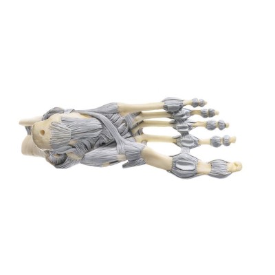 Modelo anatómico Somso NS-21. Articulaciones pie con ligamentos 1:1