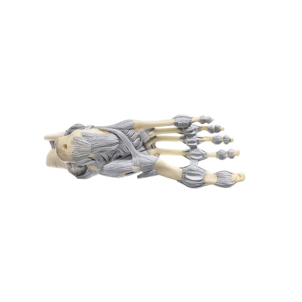 Model anatòmic Somso NS-21. Articulacions turmell amb lligaments 1:1