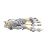 Model anatòmic Somso NS-21. Articulacions turmell amb lligaments 1:1