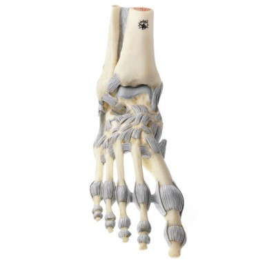 Modelo anatómico Somso NS-21. Articulaciones pie con ligamentos 1:1