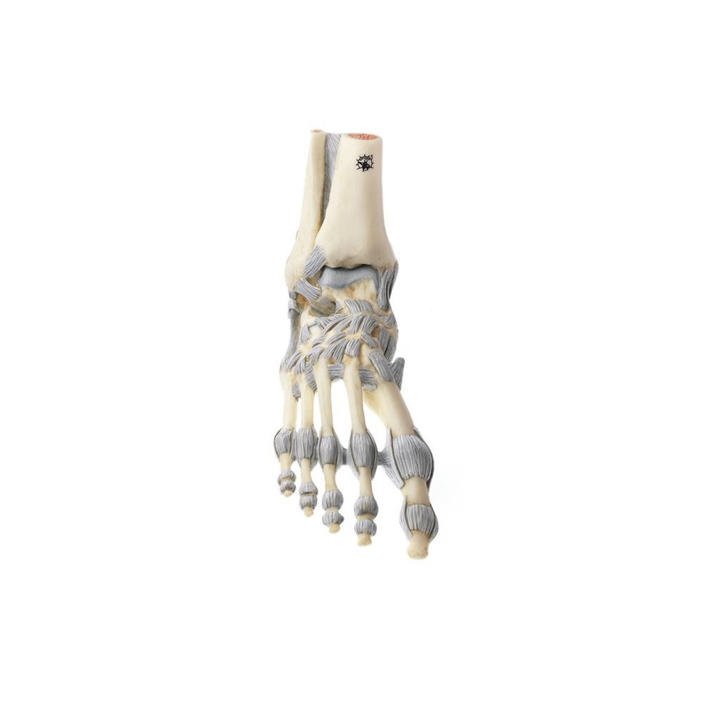 Model anatòmic Somso NS-21. Articulacions turmell amb lligaments 1:1