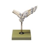 Model anatòmic Somso NS-21. Articulacions turmell amb lligaments 1:1