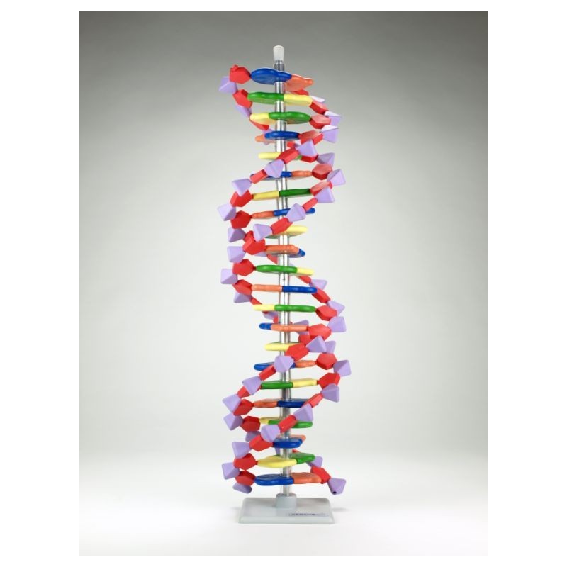 Model genètic AMDNA-060-22. ADN 22 segments