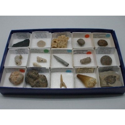 Fósiles naturales 40x40 mm. Caja 15 piezas