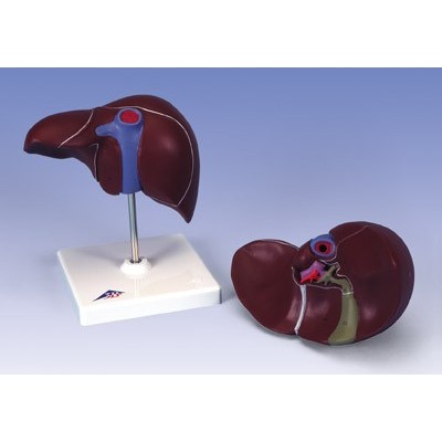 Model anatòmic 1014209. Fetge humà amb vesícula biliar 1:1 en