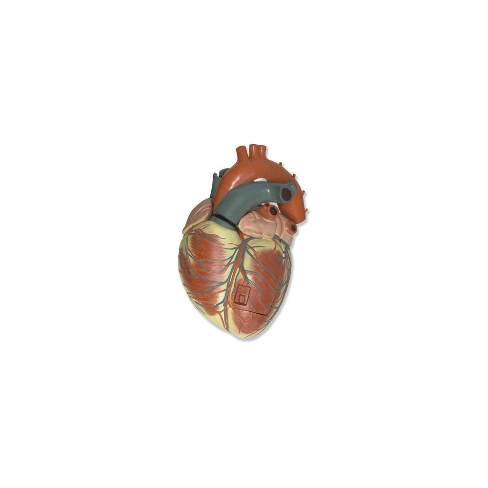 Modelo anatómico 8000050. Corazón humano 3: 1 en 3 piezas