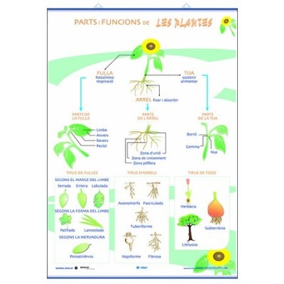 Mural biologia. Parts funcions nutrició ... de les plantes