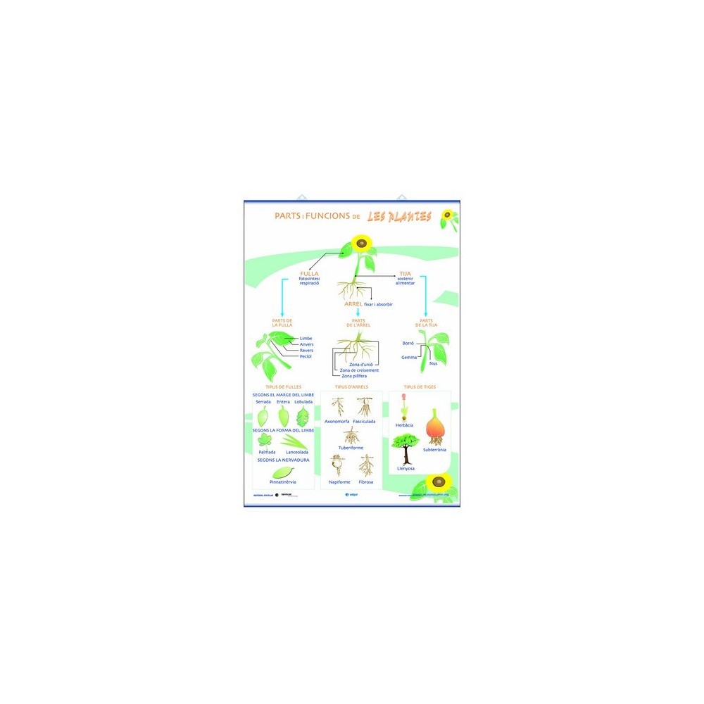 Mural biología. Partes, funciones, nutrición, fotosíntesis y