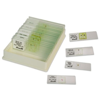 Preparaciones microscópicas Zuzi. Zoología. Caja 40 piezas