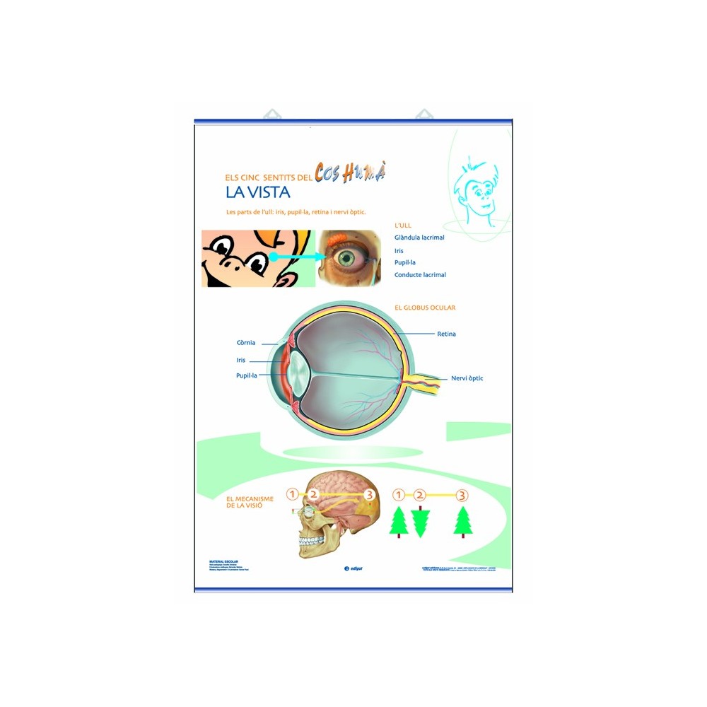 Mural anatomía primaria. Los sentidos de la vista y el oído