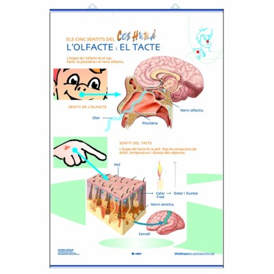 Mural anatomía primaria. Los sentidos del tacto, el gusto y el