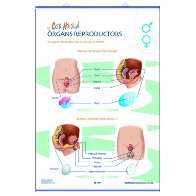 Mural anatomia primària. Els òrgans reproductors i la fecundació