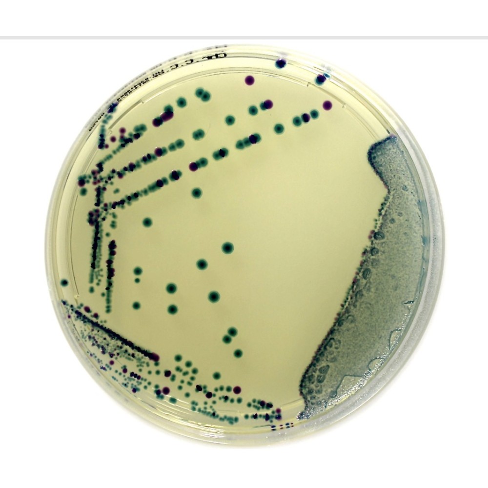 Agar cromogènic E.Coli coliforms preparat L-11613. Capsa 20 plaques