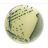 Agar cromogènic E.Coli coliforms preparat L-11613. Capsa 20 plaques