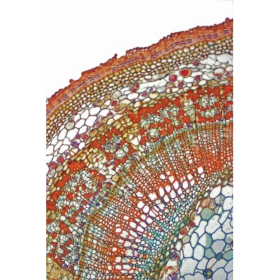 Càmera digital HD VC-3031. Connexió USB-HDMI. Resolució 5'0 Mp