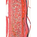 Càmera digital HD VC-3031. Connexió USB-HDMI. Resolució 5'0 Mp