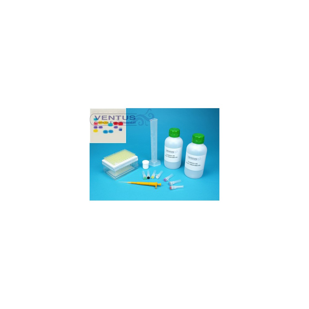 Kit electroforesi en gel d'agarosa I V-44541