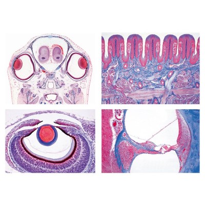Preparaciones microscópicas L-4450 (16p). Órganos de los sentidos