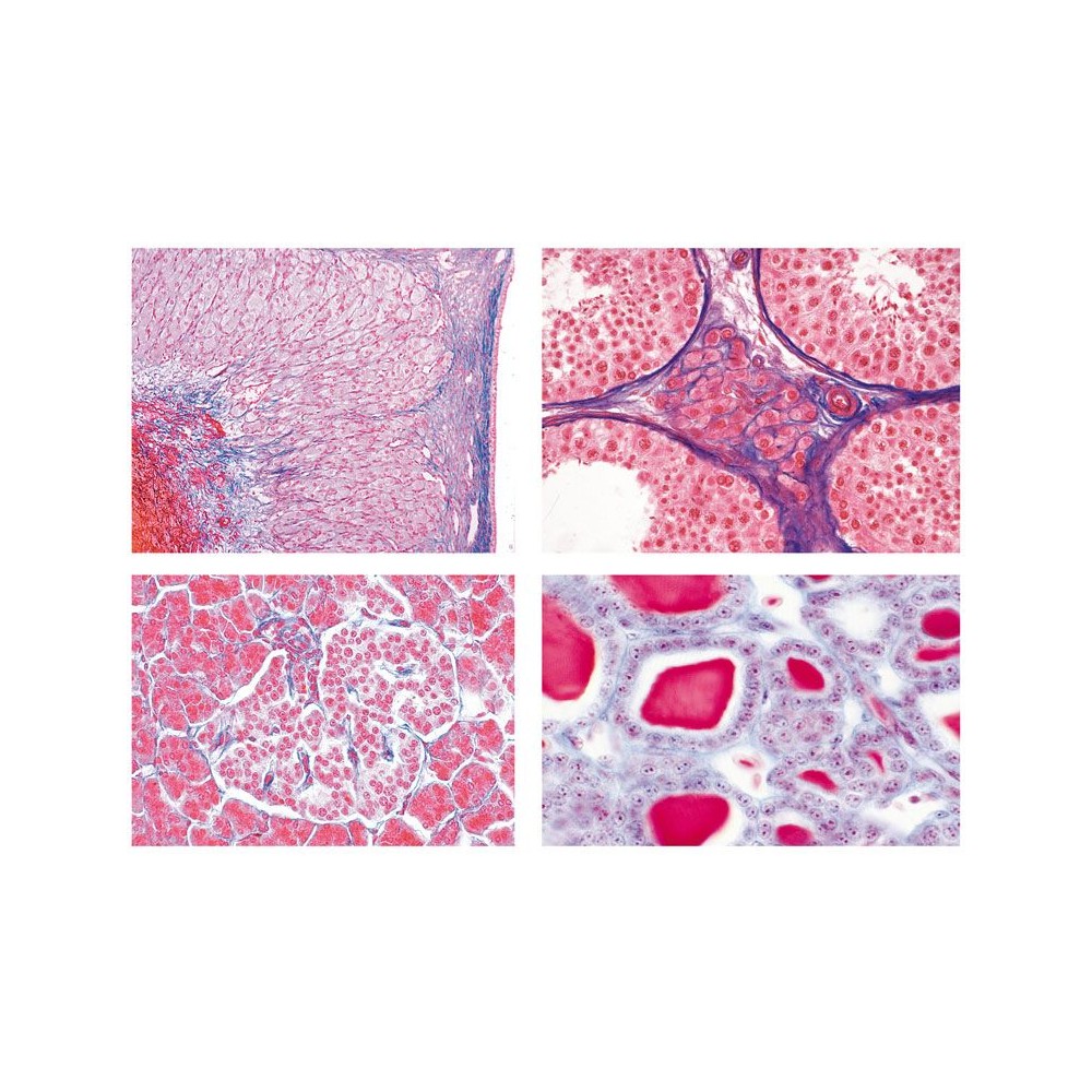 Preparacions microscòpiques L-4470 (7p). Òrgans-Funcions hormonals
