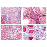 Preparacions microscòpiques L-4470 (7p). Òrgans-Funcions hormonals