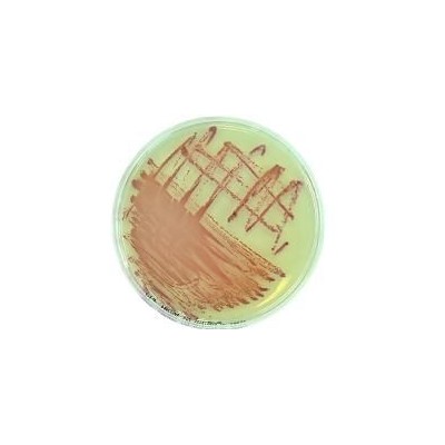 Suplemento cromogénico MRSA L-81078. Caja 10 viales