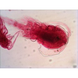 Preparacions microscòpiques QGR-011-24. Biologia bàsica