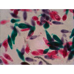 Preparacions microscòpiques QGR-011-24. Biologia bàsica