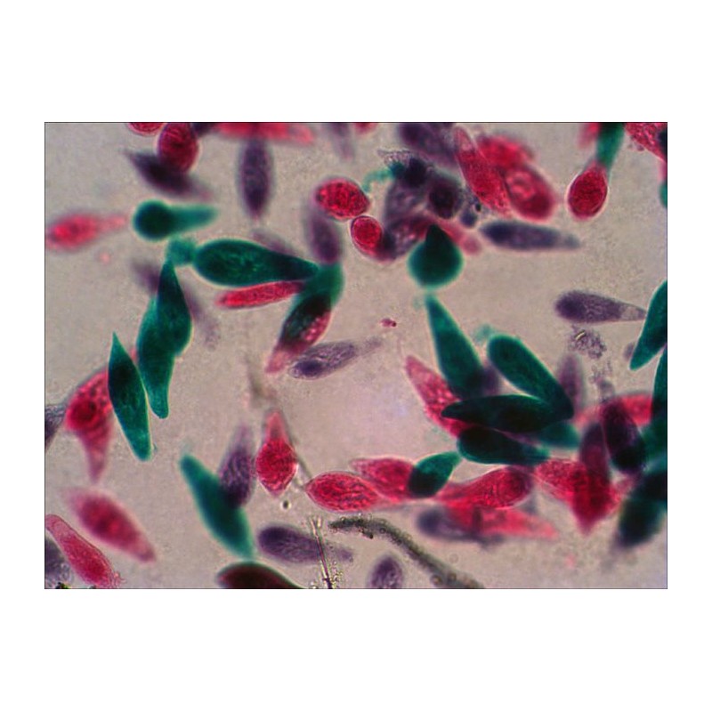 Preparacions microscòpiques QGR-011-24. Biologia bàsica