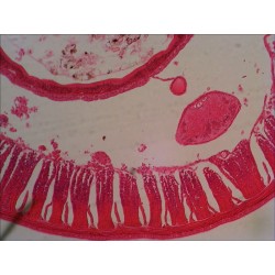 Preparacions microscòpiques QGR-011-24. Biologia bàsica