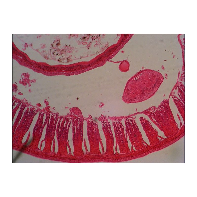 Preparacions microscòpiques QGR-011-24. Biologia bàsica